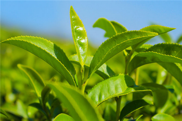大唐貢茶