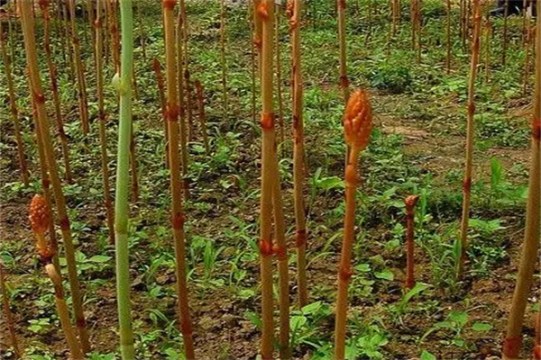 中農(nóng)一號天麻種植加盟