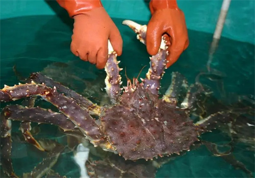 陳佳海鮮加盟