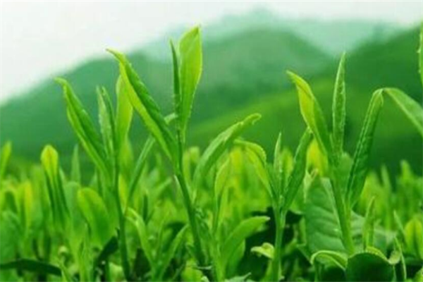 閩達(dá)茶葉