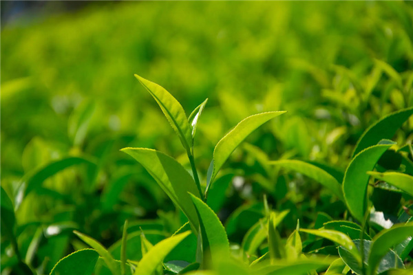 久揚茶業(yè)