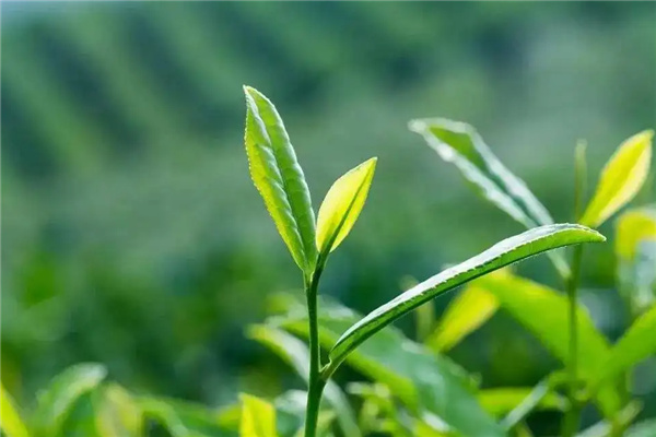 久揚茶業(yè)