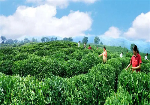 墨脫茶加盟