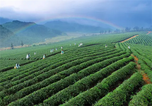 墨脫茶加盟