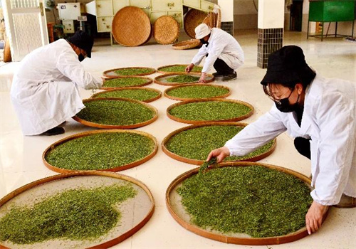 綠源茶業(yè)加盟