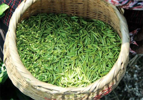 綠源茶業(yè)加盟