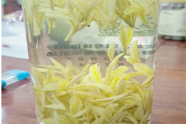 黃金藻茶方加盟
