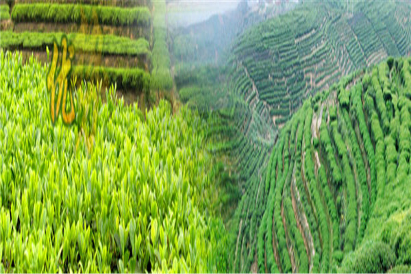 吉祥茶業(yè)