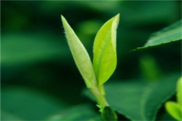 龔府名茶加盟