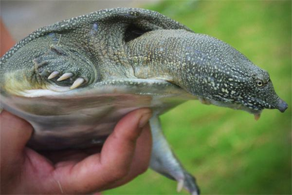龔老漢甲魚加盟