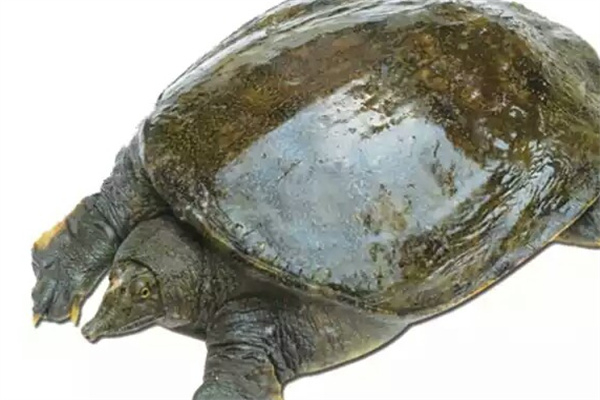 中得甲魚加盟