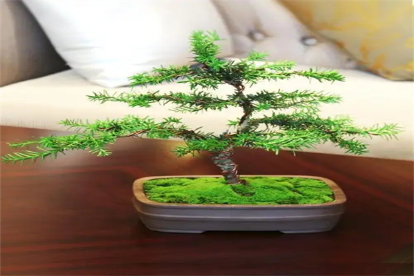 紅豆杉盆景加盟