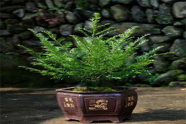 紅豆杉盆景加盟
