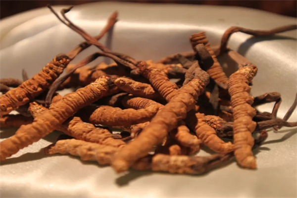 寶王蟲(chóng)草加盟
