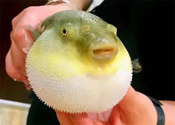河豚先生