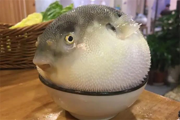 河豚先生