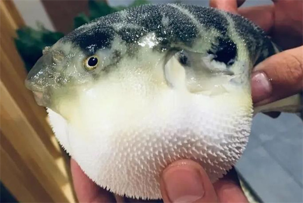河豚先生