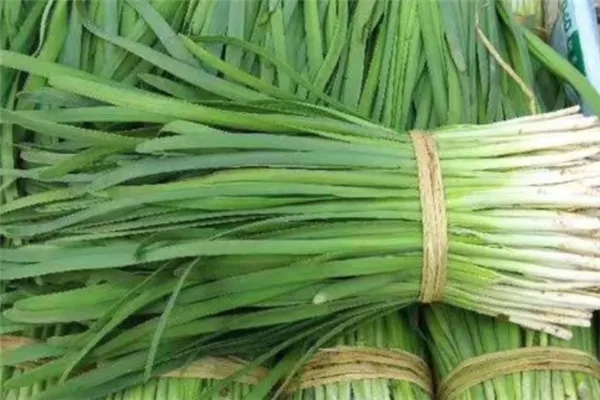金寶園有機(jī)韭菜加盟