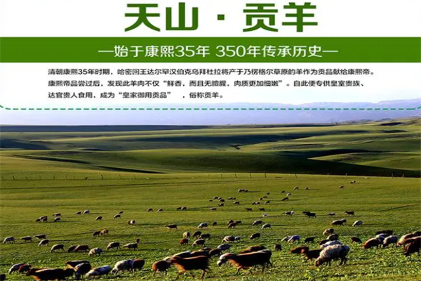 天山貢羊加盟