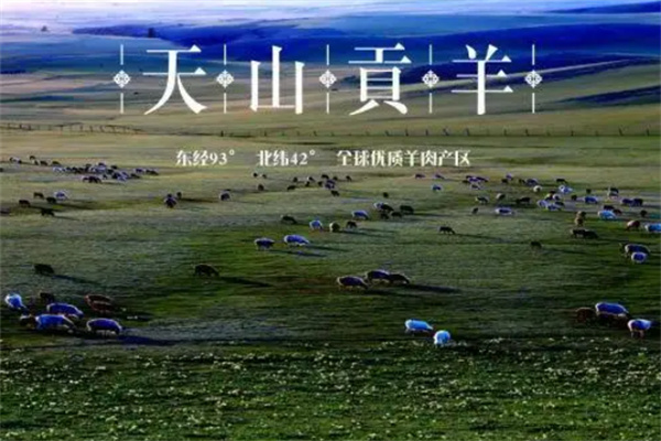 天山貢羊加盟