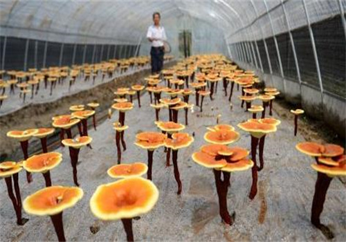 芬靈芝生態(tài)園加盟