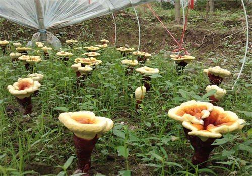 芬靈芝生態(tài)園加盟