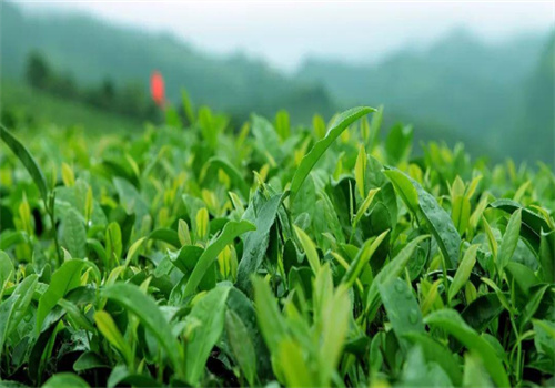 昊展茶業(yè)加盟