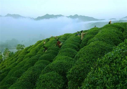 日享茶葉加盟