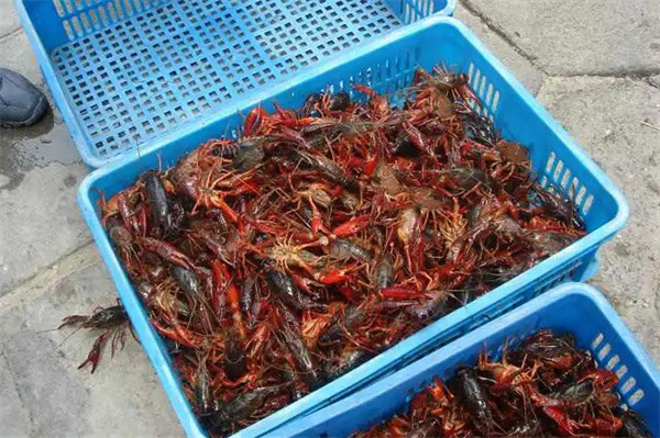 苗韻竹蓀鵝餐飲