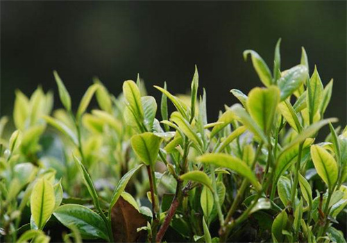 潘家灣茶葉加盟