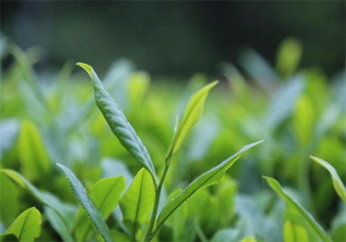 屏邊茶葉加盟