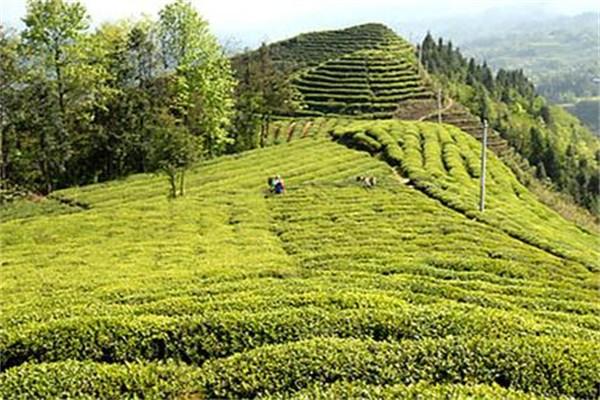 天龍茶葉
