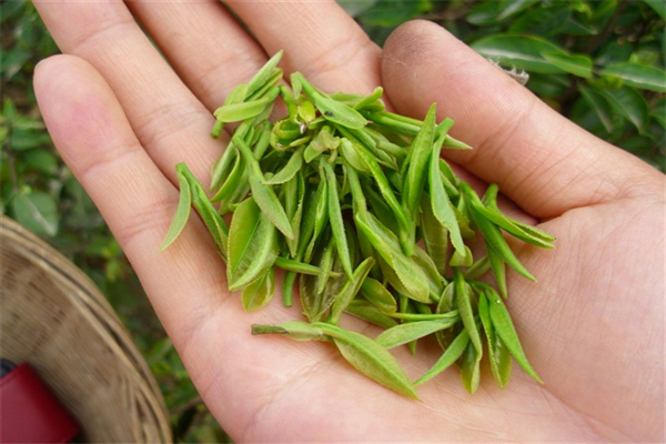 天龍茶葉
