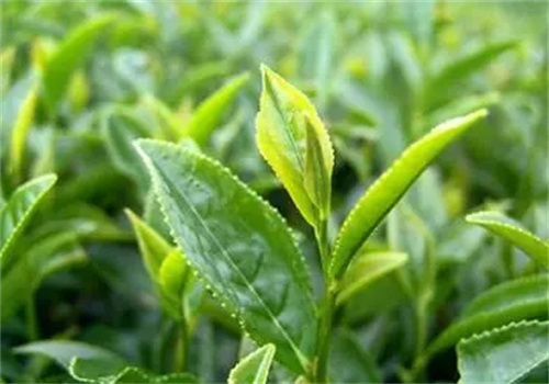 鼎盛茶葉加盟