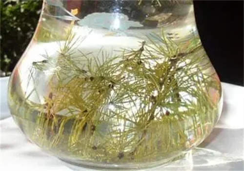 鼎盛茶葉加盟