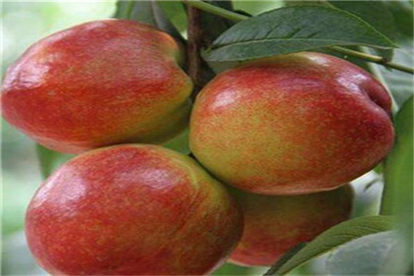 壽林果樹(shù)
