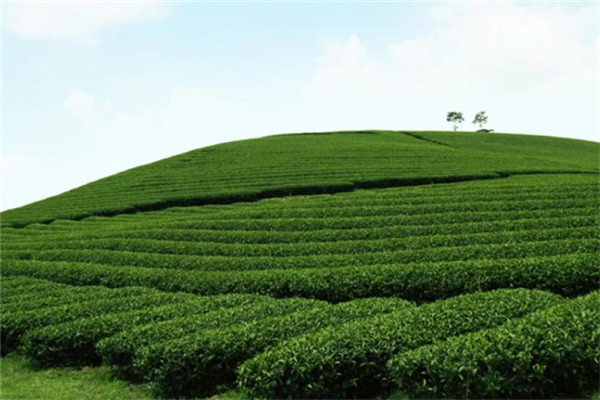 虹星茶廠