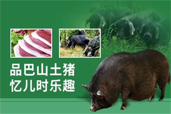 巴山土豬加盟