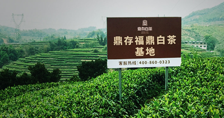 鼎存白茶加盟