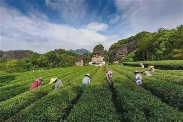 瑞芳茶葉加盟