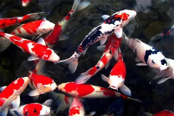 蘇味島錦鯉養(yǎng)殖場加盟