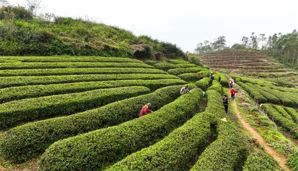峰之茗茶業(yè)加盟