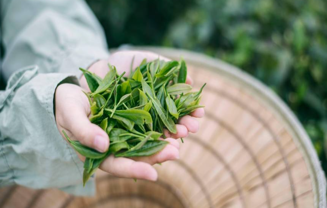 八友茶業(yè)加盟