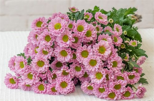 花之苑鮮花加盟