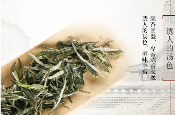 陳源泰白茶加盟