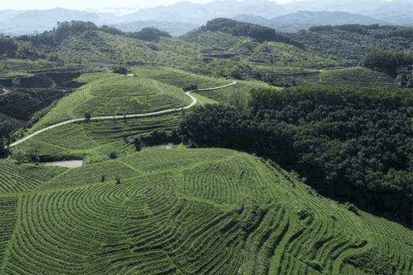 太平猴魁茶葉加盟