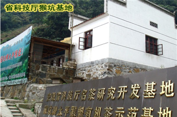 太平猴魁茶葉加盟