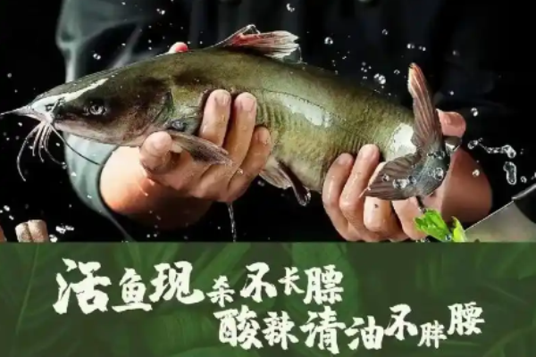 管老虎酸蘿卜魚火鍋加盟