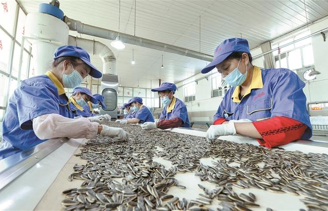 上海瓜子加工廠投資多少錢？上海瓜子加工廠投資成本全解析
