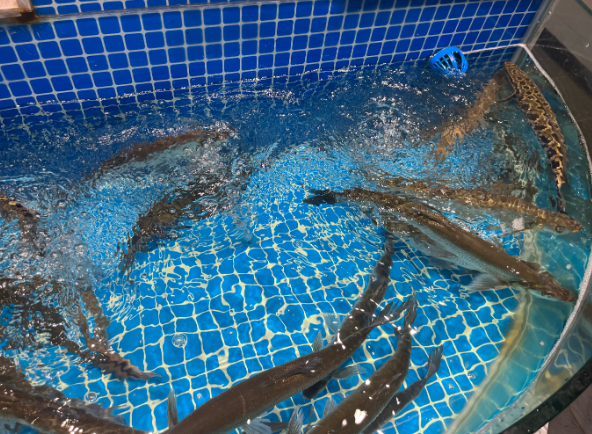 上海開開海鮮門市要投資多少錢？上海開海鮮門市投資指南